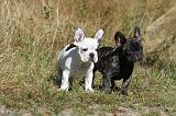 BOULEDOGUE FRANCAIS 217